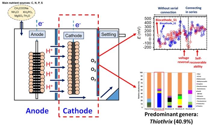 張朝欽、高唯德、于昌平*：Assessment of voltage reversal effects in the serially connected biocathode-based microbial fuel cells through treatment performance, electrochemical and microbial community analysis, Chemical Engineering Journal, Vol. 397,Paper no. 125368 (October 2020)